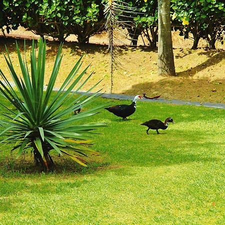 Holiday Homes Quinta Dos Curubas, Vila Franca Do Campo, Sao Miguel, Azores 外观 照片